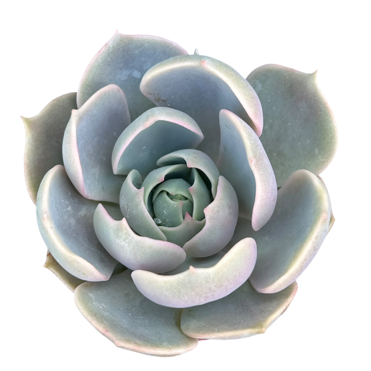 Echeveria 'Holy Gate'