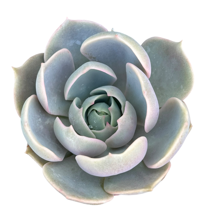 Echeveria 'Holy Gate'