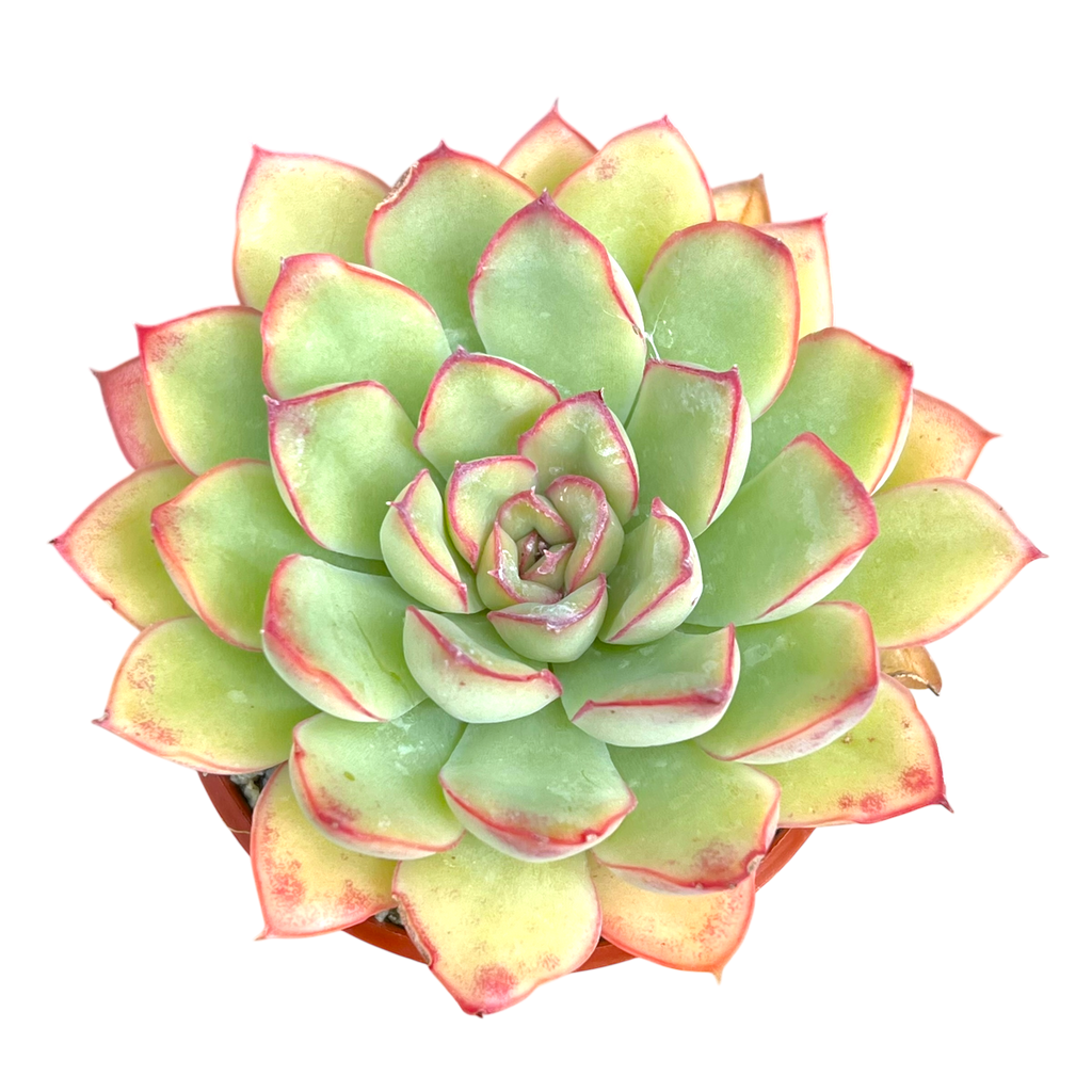 Echeveria pulidonis