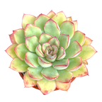 Echeveria pulidonis