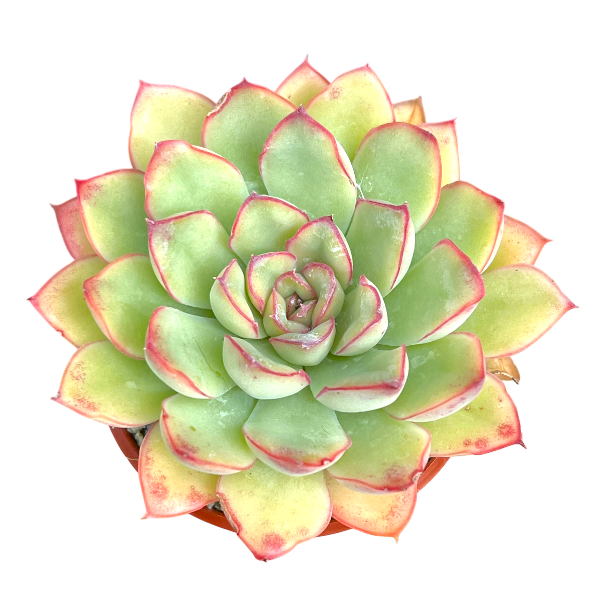 Echeveria pulidonis