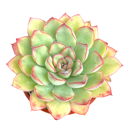 Echeveria pulidonis