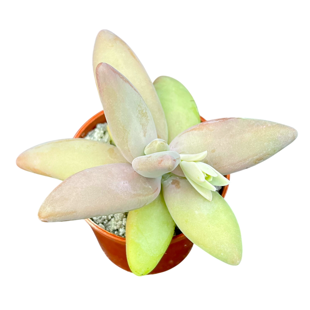 Pachyphytum fittkauii
