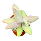 Pachyphytum fittkauii