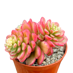 Sedum 'Joyce Tulloch' variegata
