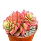 Sedum 'Joyce Tulloch' variegata