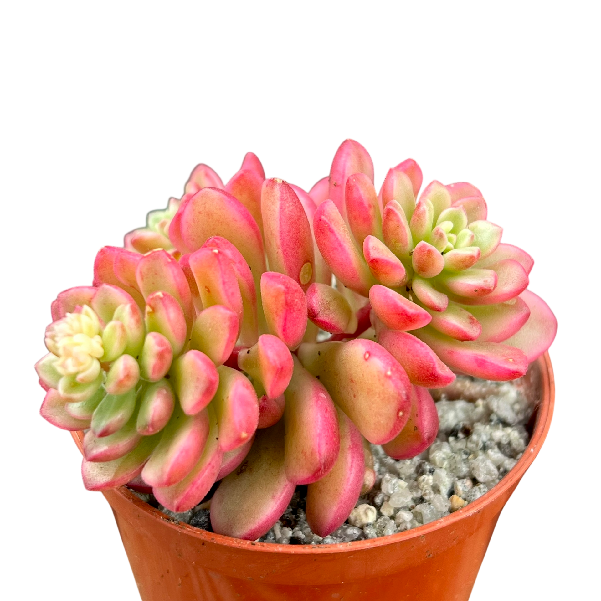 セダム 'ジョイス・タロック' バリエガータ – Surreal Succulents