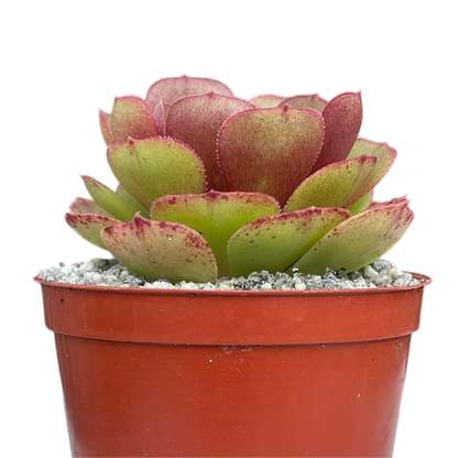 Aeonium 'Madeira Rose'
