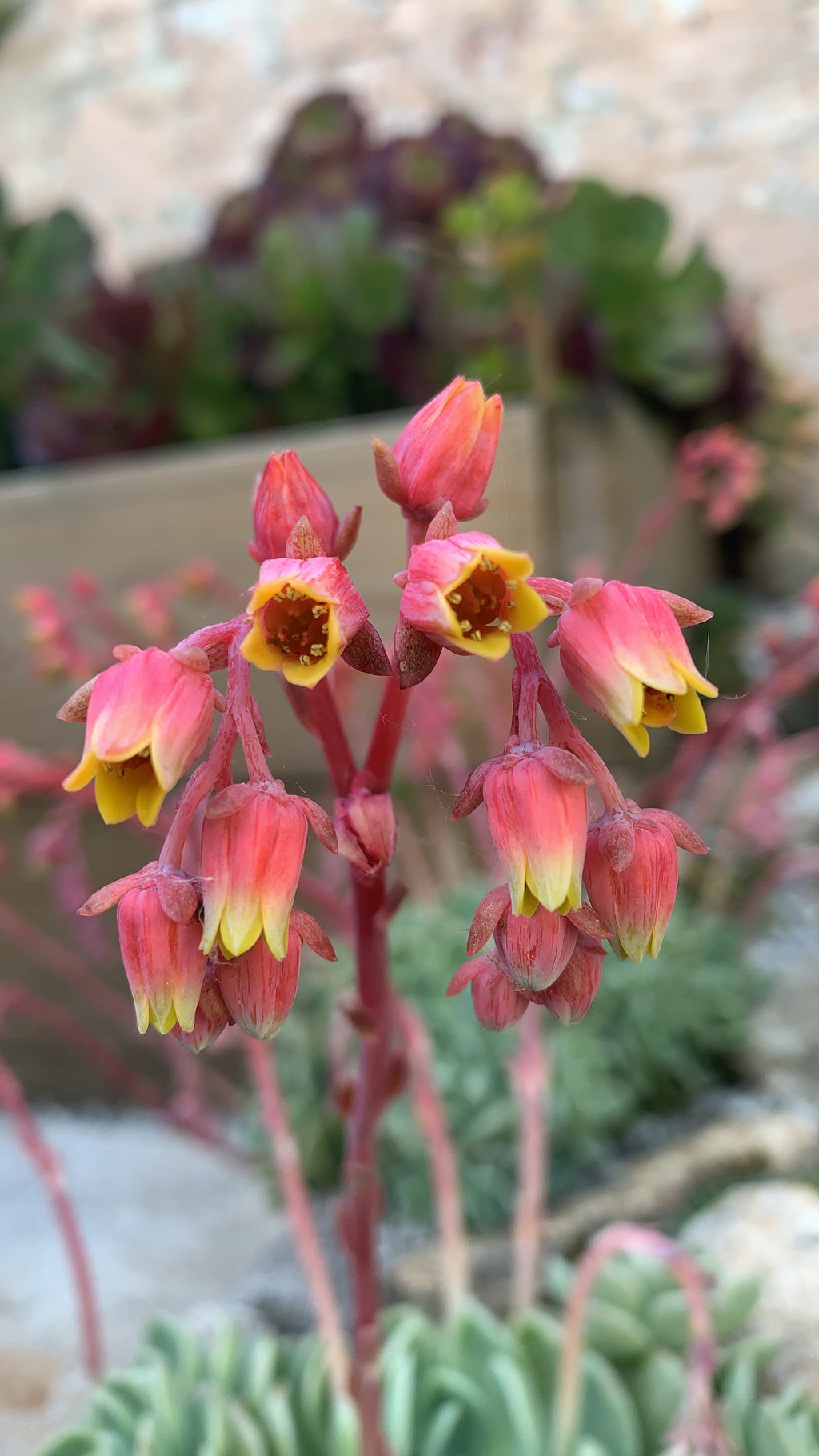 Echeveria elegans