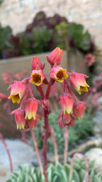 Echeveria elegans