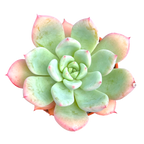 x Graptoveria 'Nyla Blue'