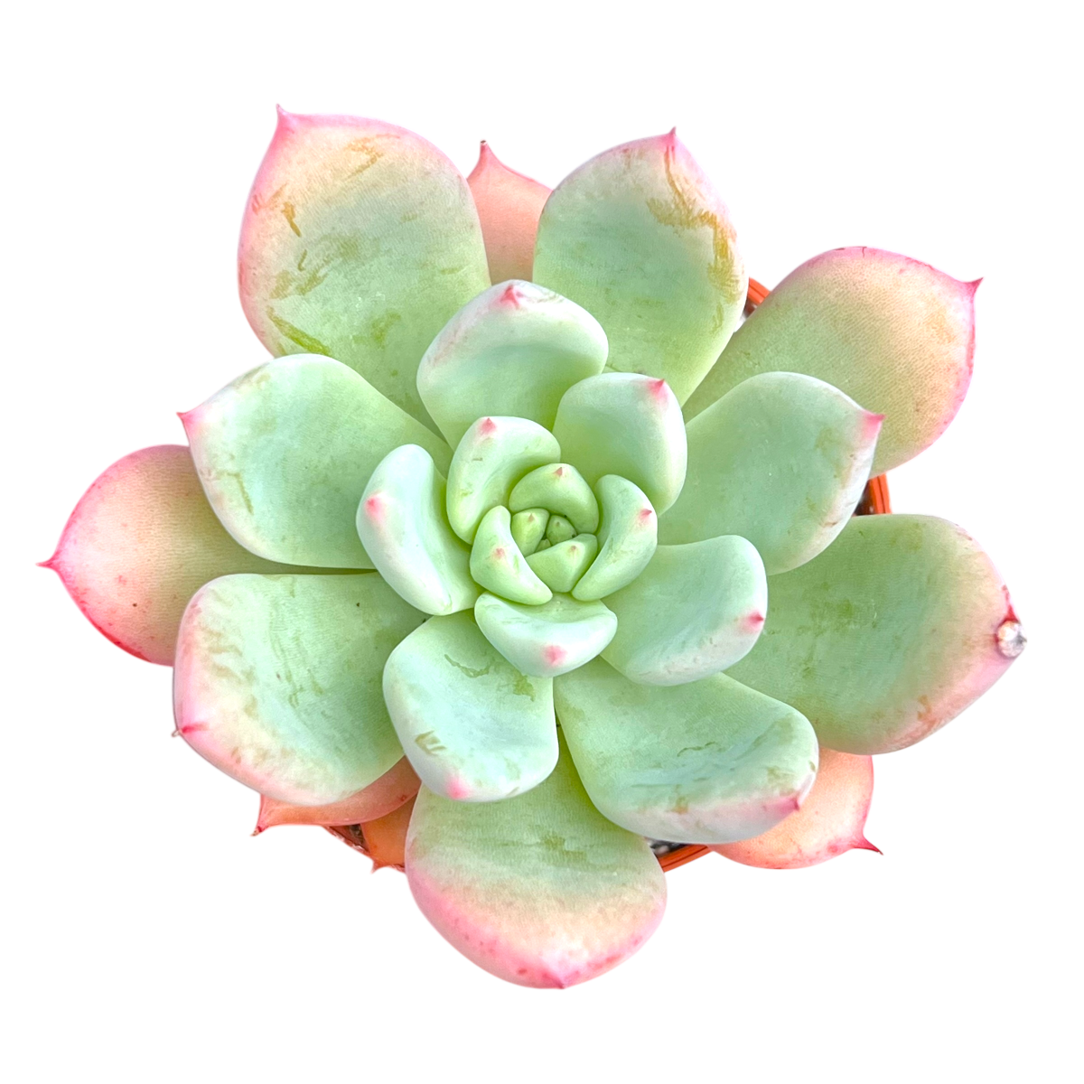 x Graptoveria 'Nyla Blue'