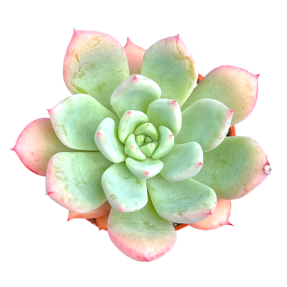 x Graptoveria 'Nyla Blue'