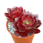 Aeonium 'Plum Thumb'