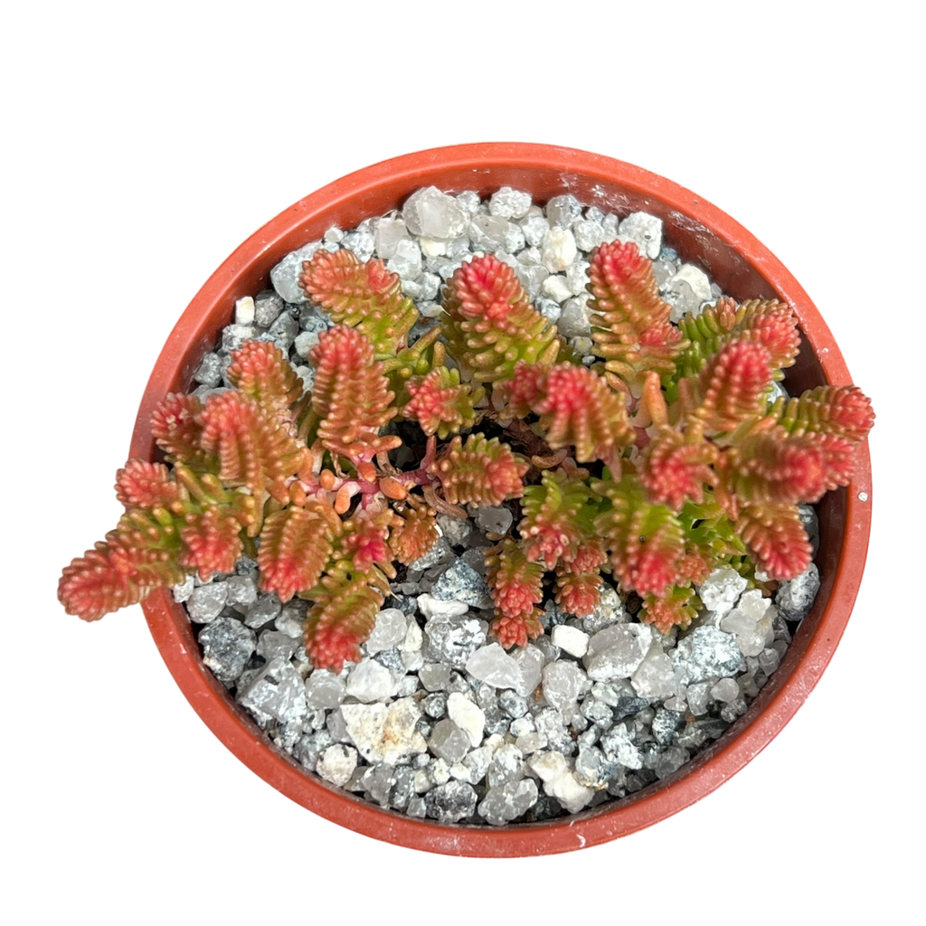 Sedum sexangulare