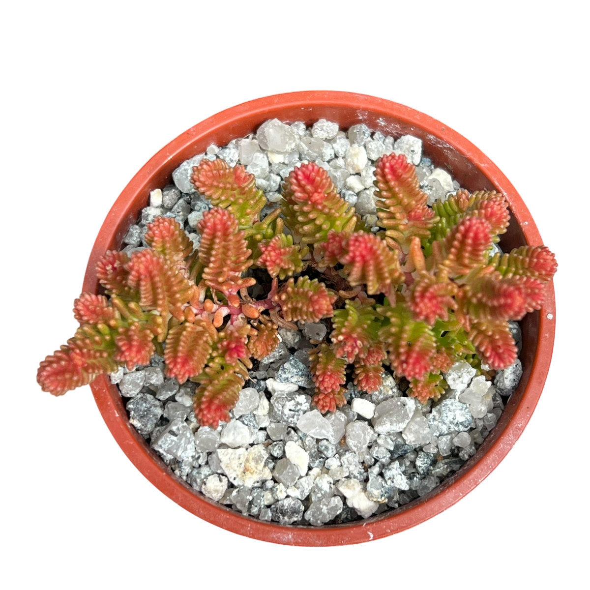 Sedum sexangulare