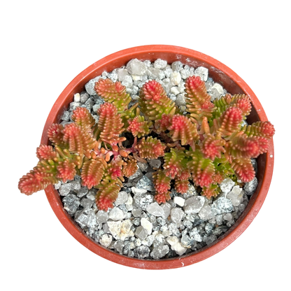 Sedum sexangulare
