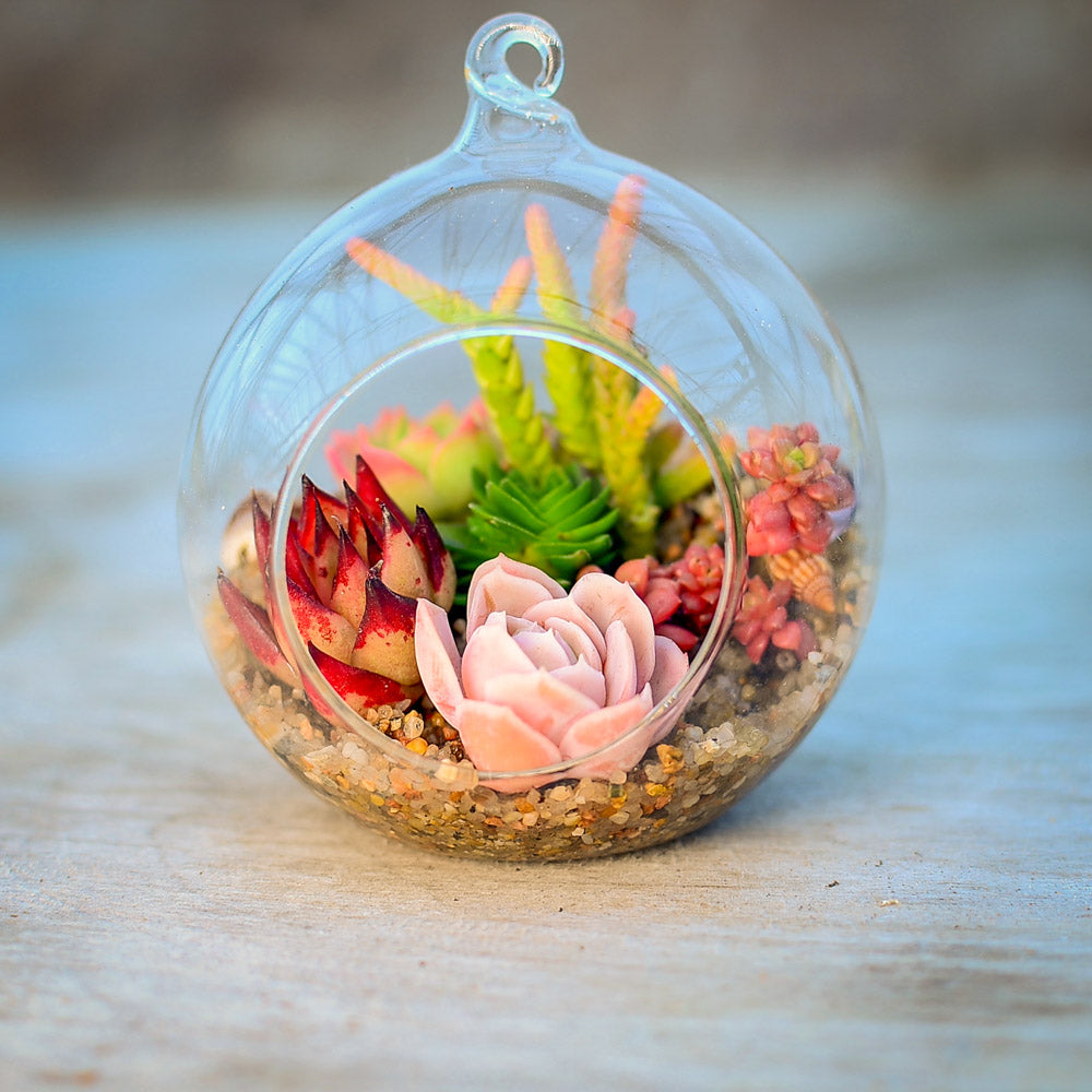 Globe Terrarium Succulent Grow Kit