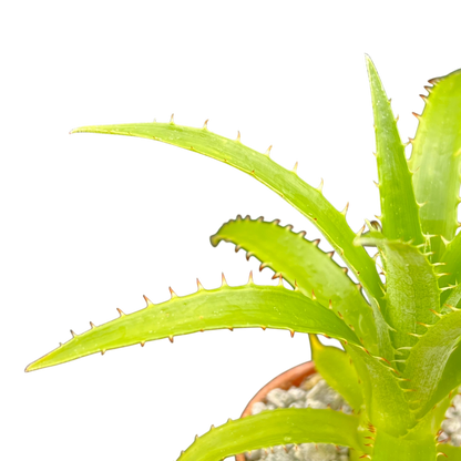 Puya mirabilis