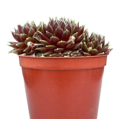 Sempervivum 'Heigham Red'