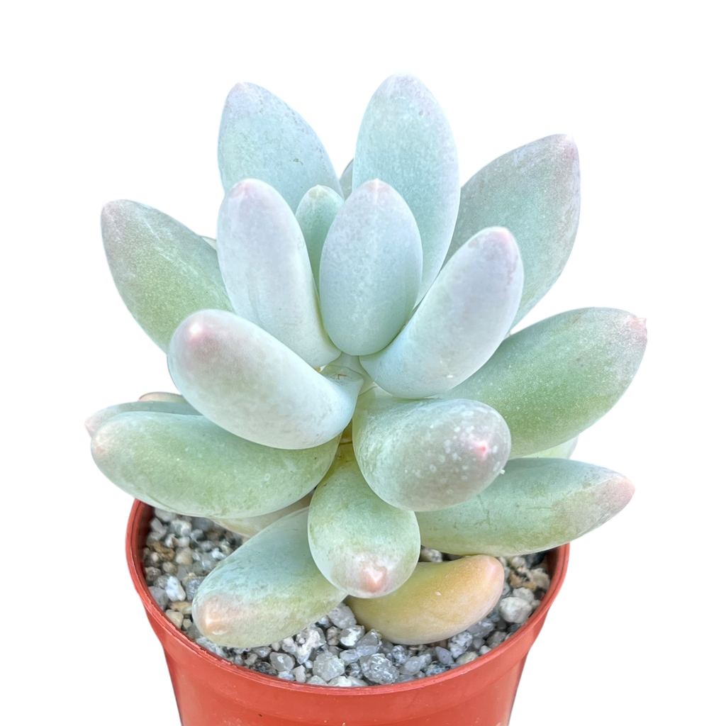 Pachyphytum 'Twilight'