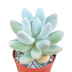 Pachyphytum 'Twilight'