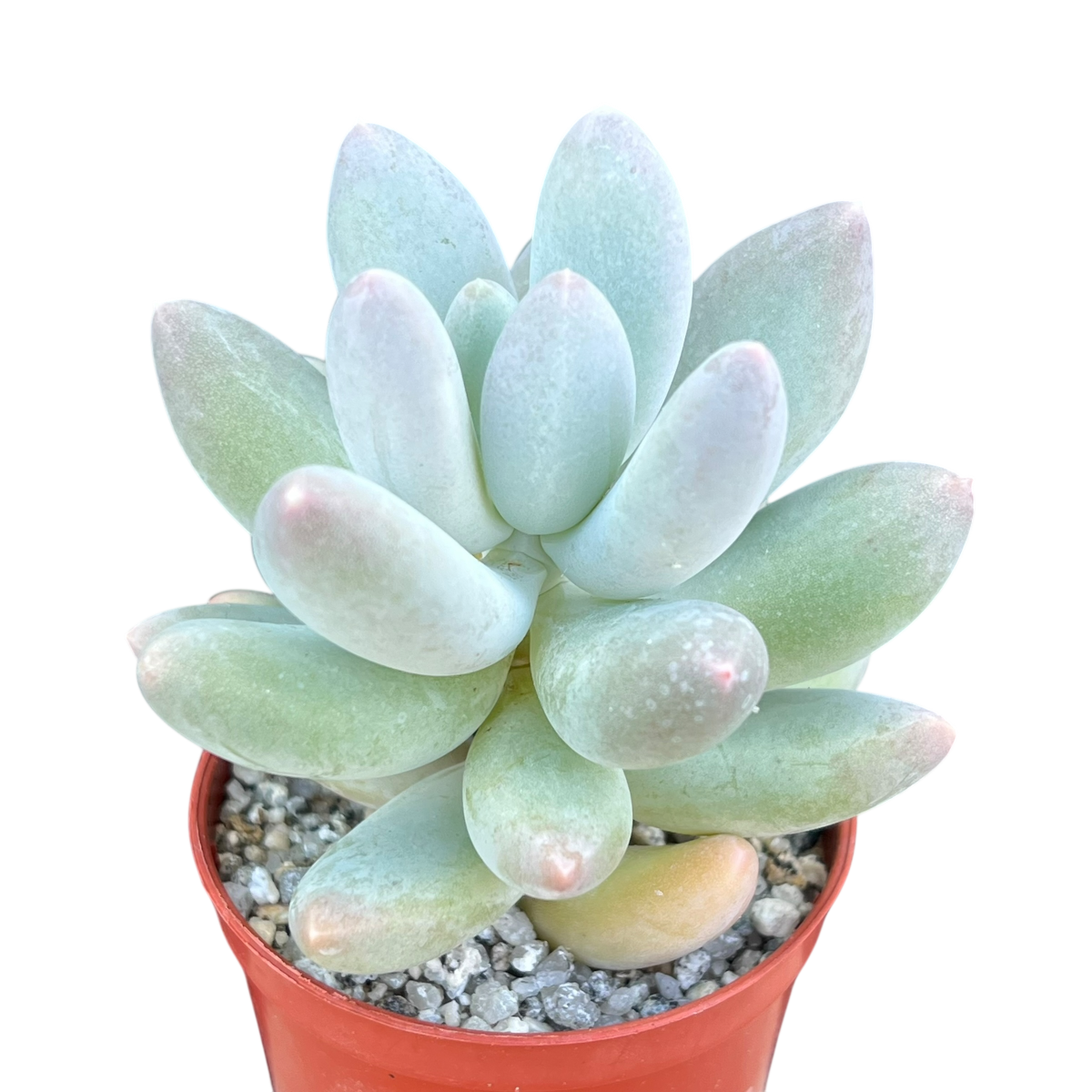 Pachyphytum 'Twilight'