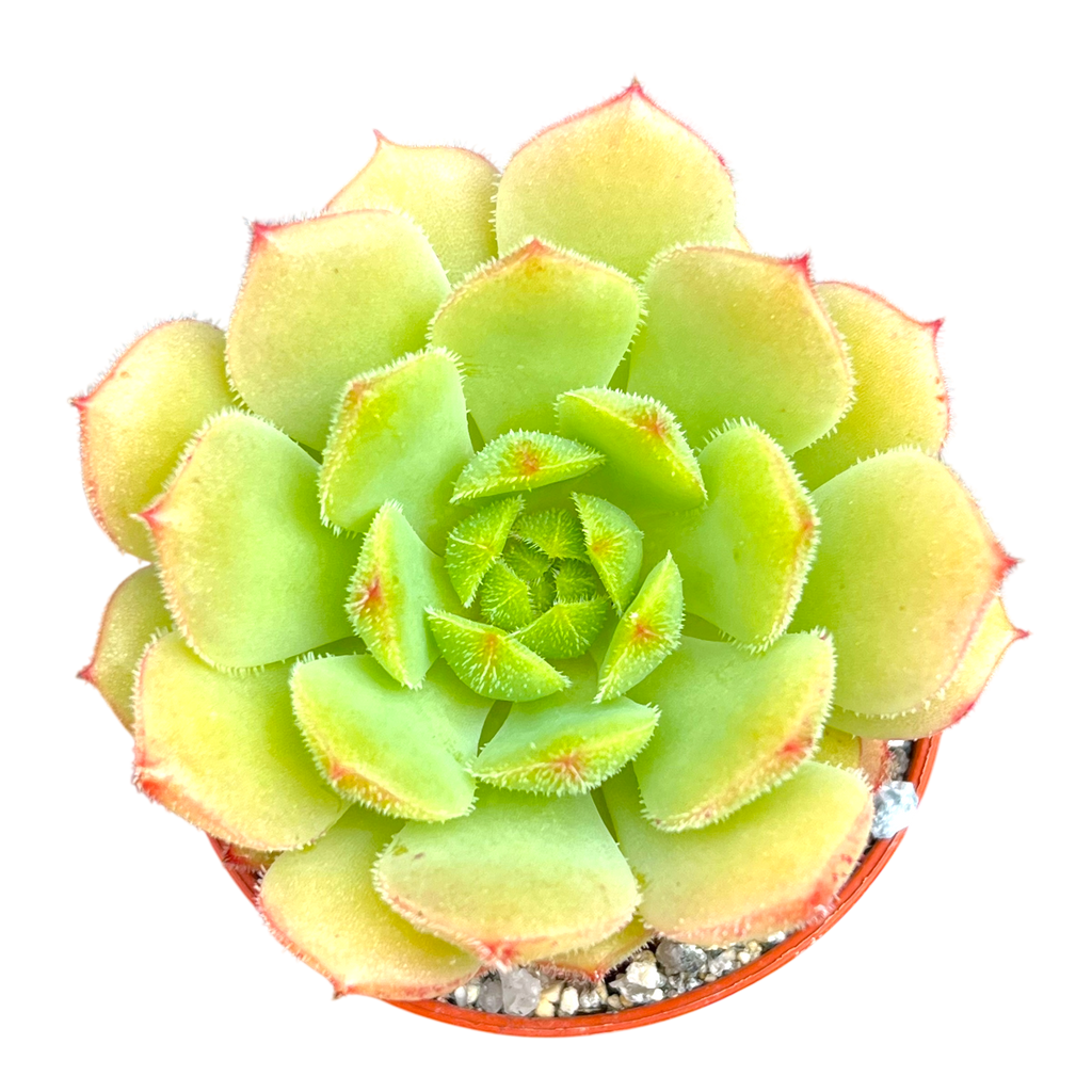 Echeveria derosa 'Worfield Wonder'