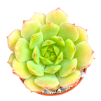 Echeveria derosa 'Worfield Wonder'