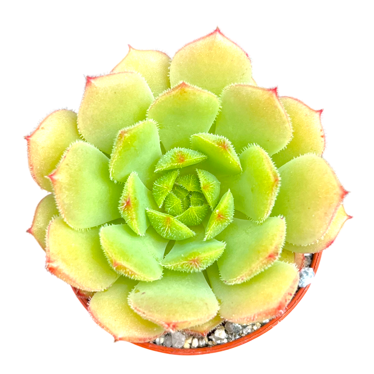Echeveria derosa 'Worfield Wonder'