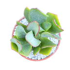 Crassula arborescens | Ripple Jade
