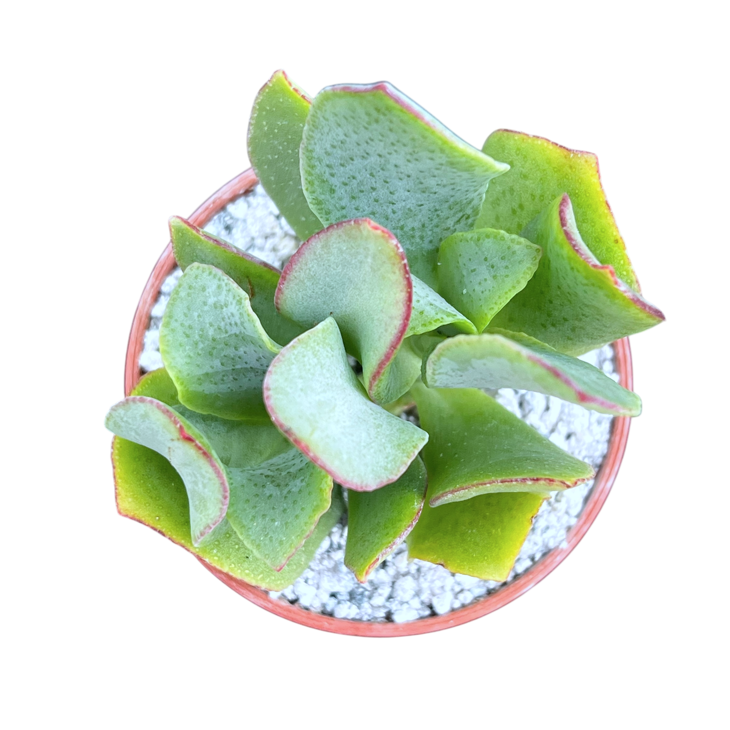 Crassula arborescens | Ripple Jade