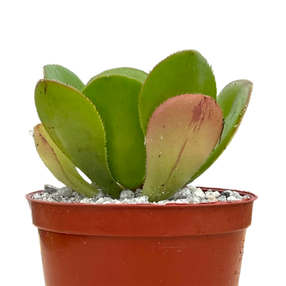 Aeonium glutinosum