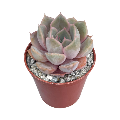 Echeveria 'Orion'