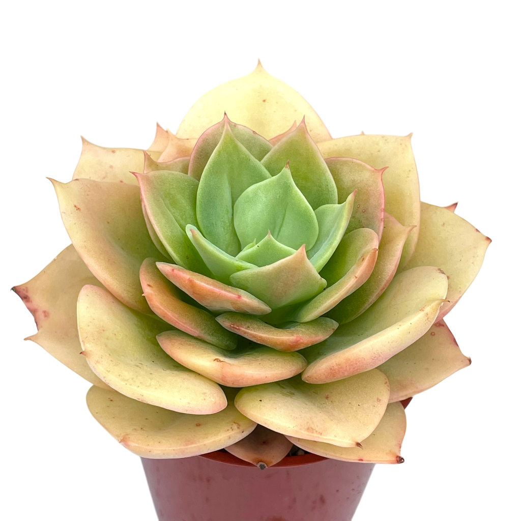 Echeveria funkii