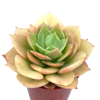 Echeveria funkii