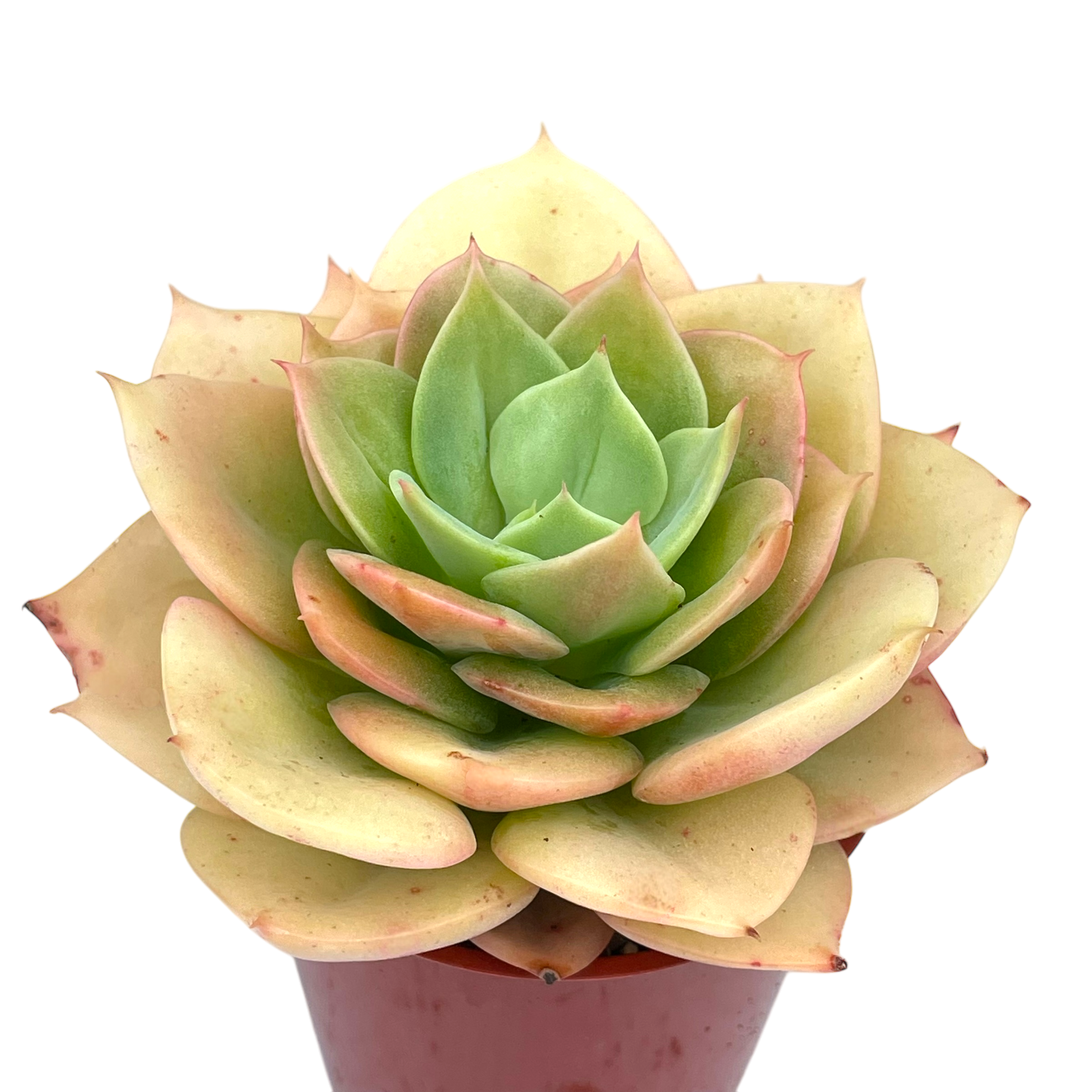 Echeveria funkii