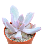 Graptopetalum 'Korayrochi'