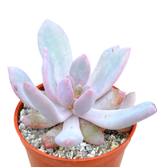Graptopetalum 'Korayrochi'