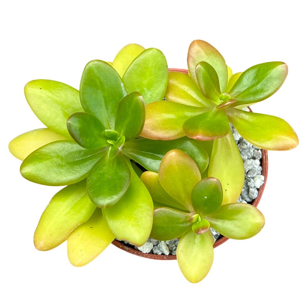 Sedum confusum