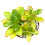 Sedum confusum