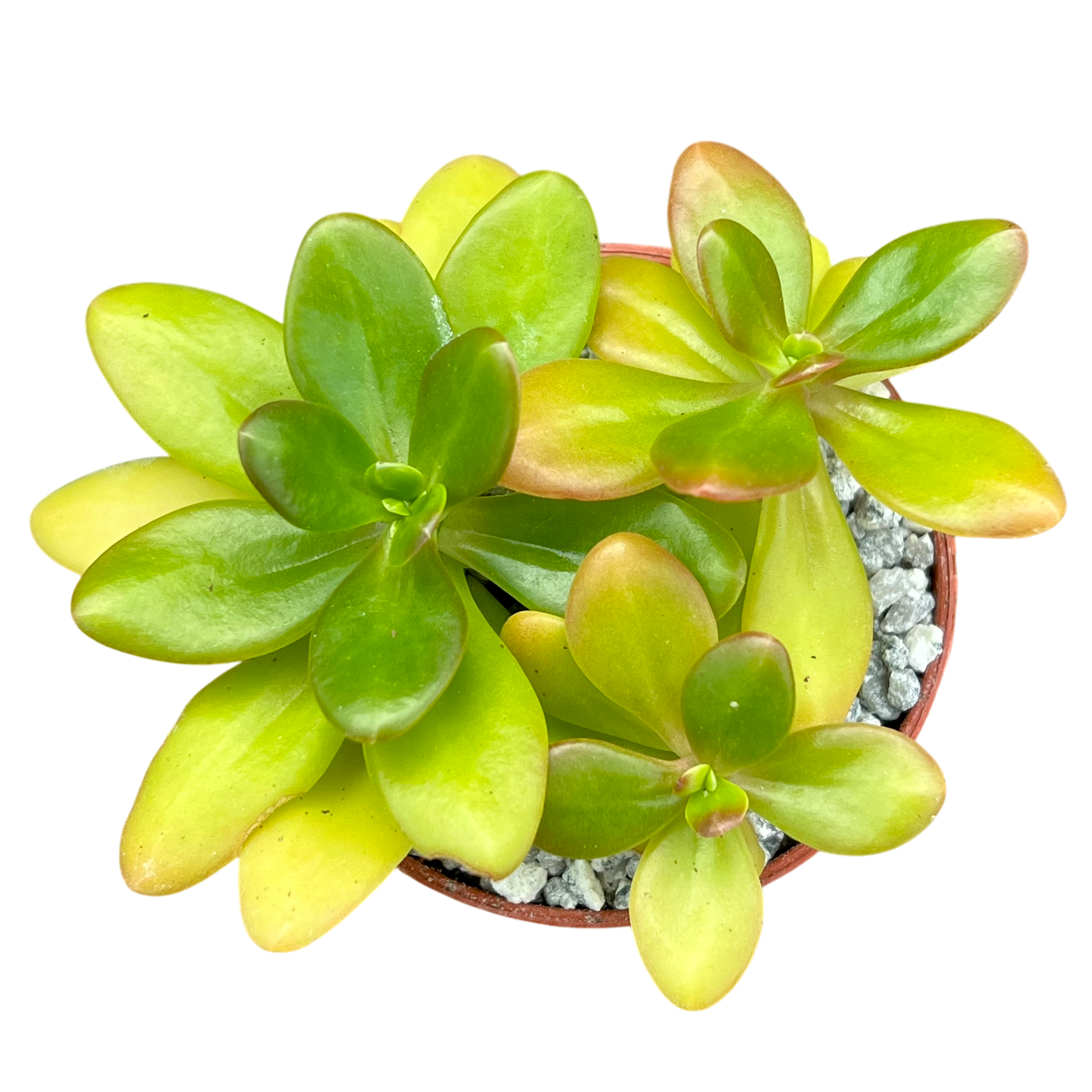 Sedum confusum