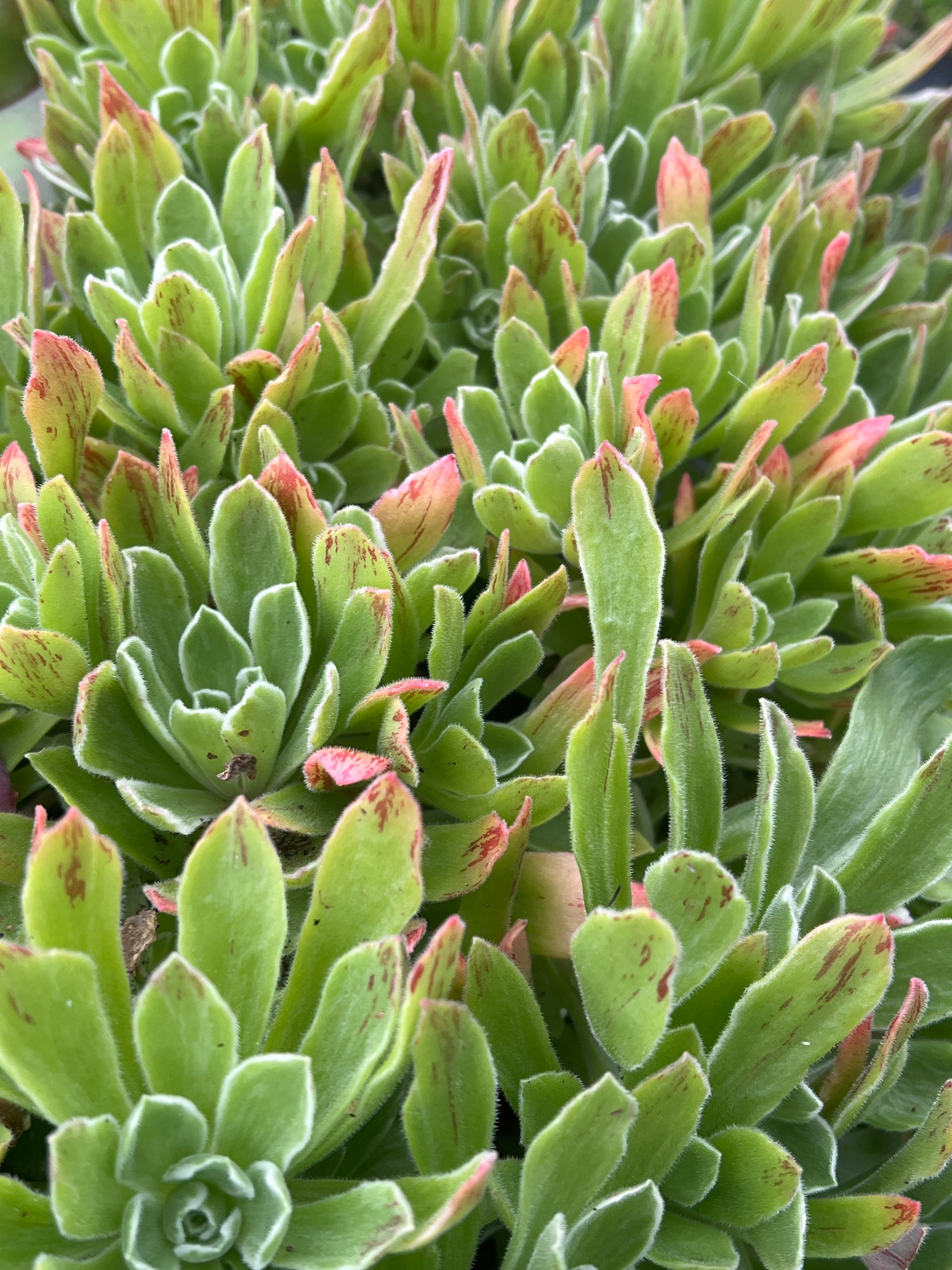 Aeonium goochiae 'Ballerina'