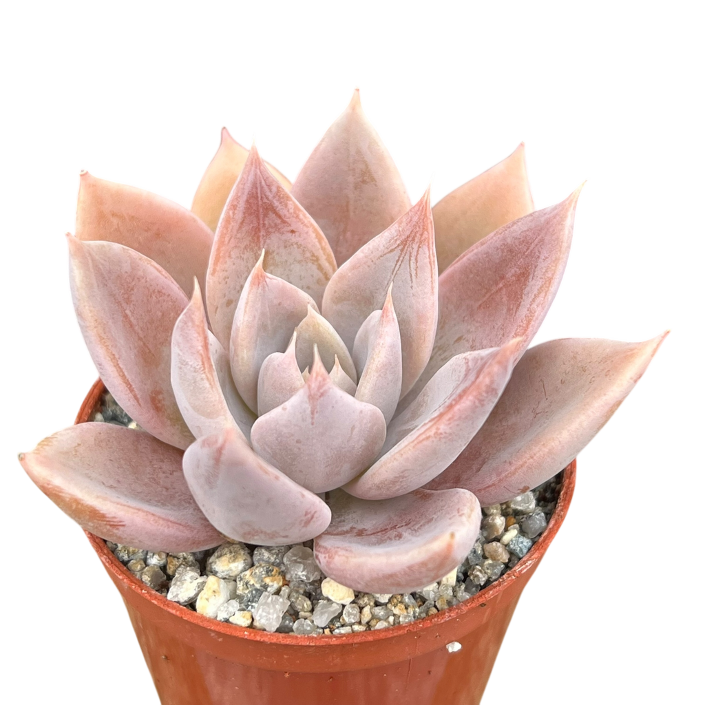 queen of succulents Echeveria 'Silver Queen' – Surreal Succulents