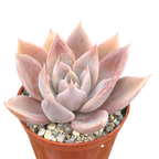 Echeveria 'Silver Queen'
