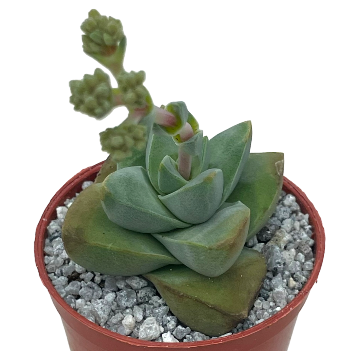 Crassula 'Moonglow'