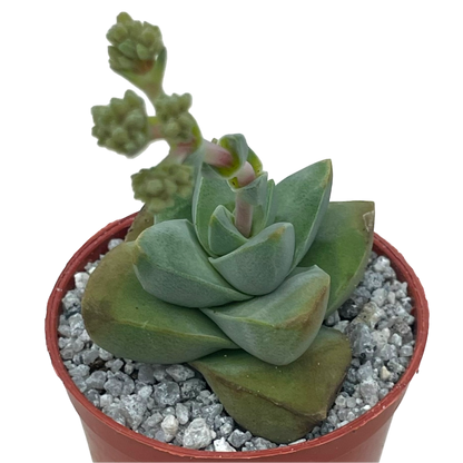 Crassula 'Moonglow'