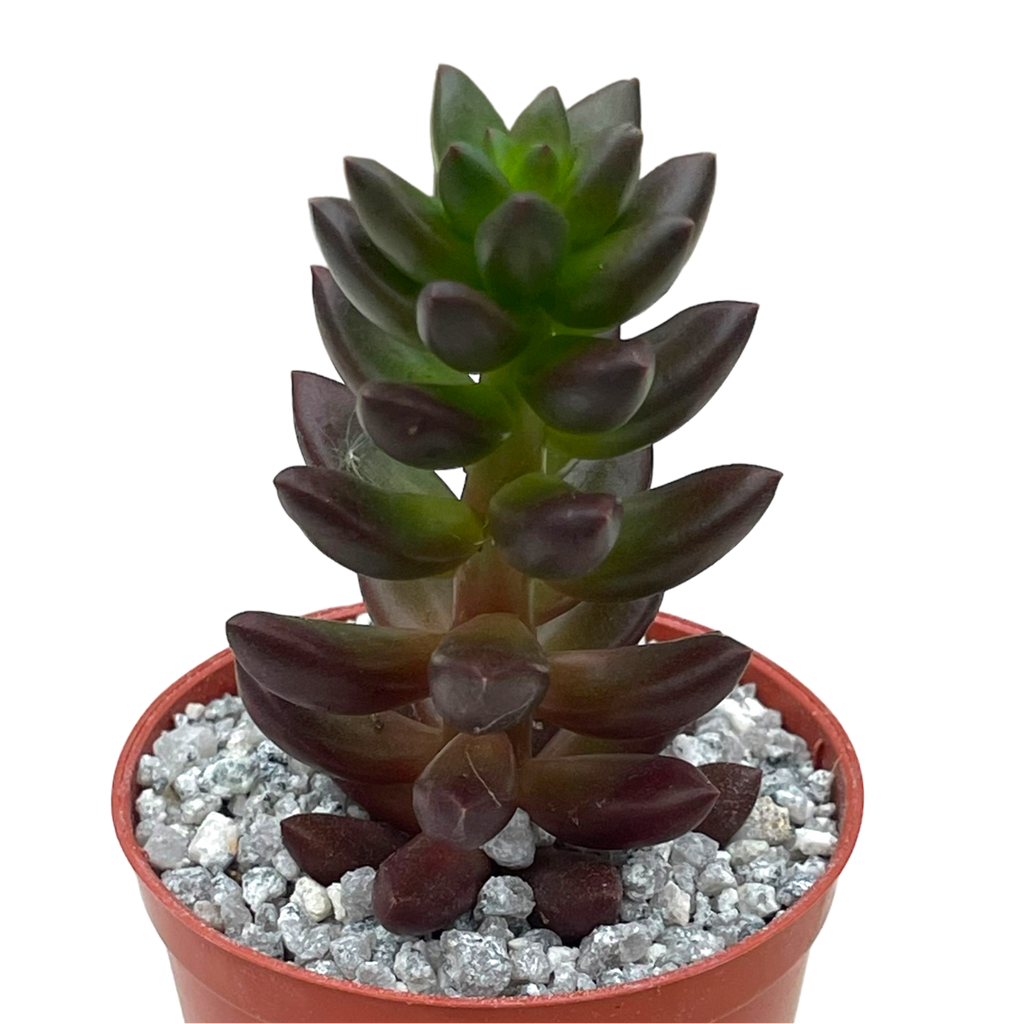 x Sedeveria 'Jet Beads'