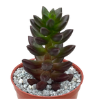x Sedeveria 'Jet Beads'