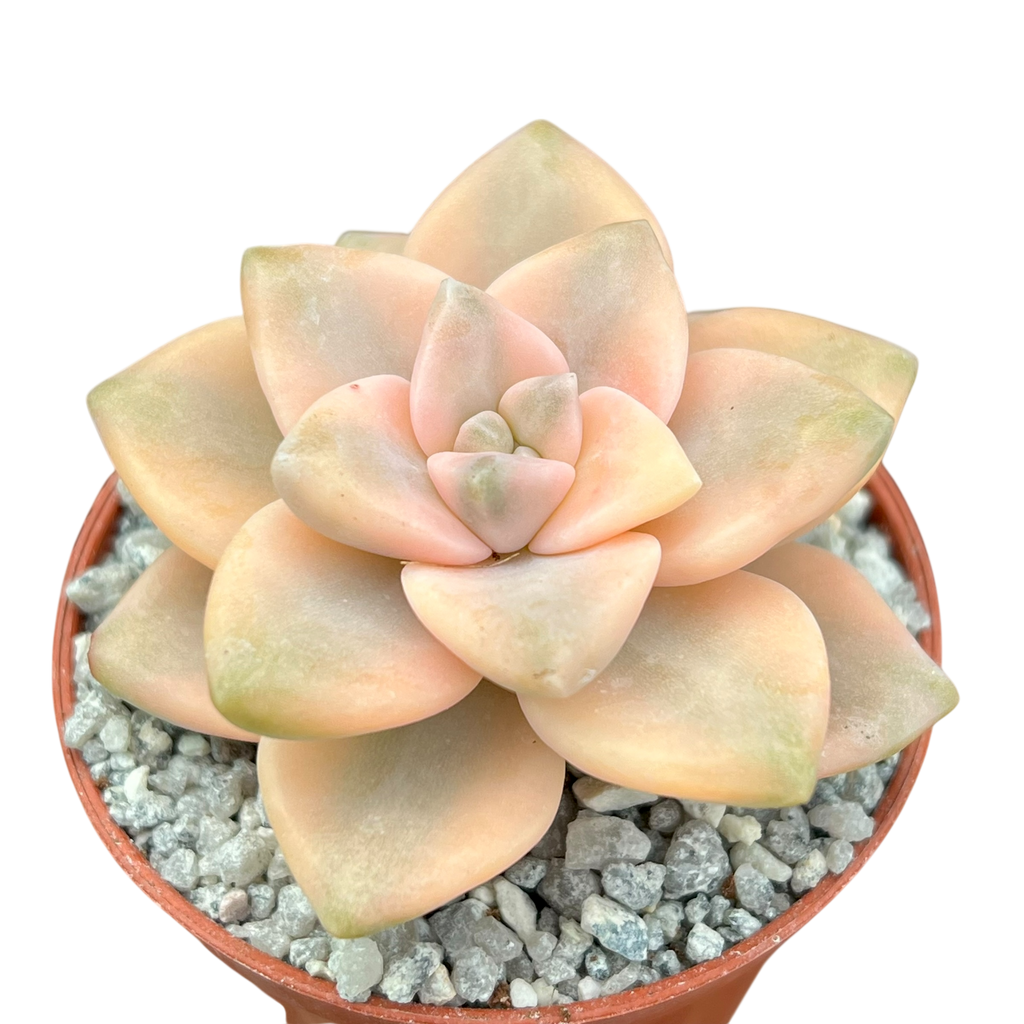 Graptopetalum paraguayense ssp. bernalense variegata
